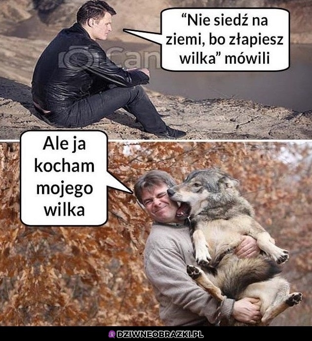 Wilk