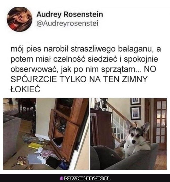 No sprzątaj sprzątaj