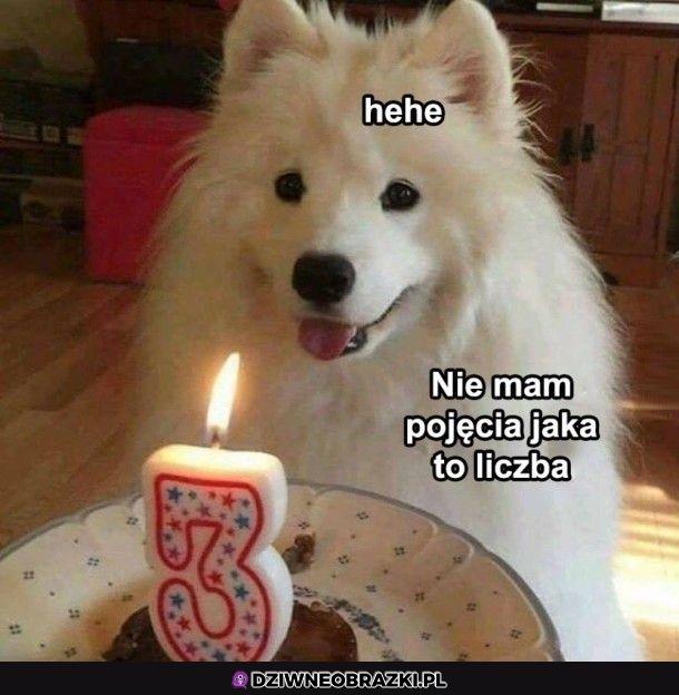 Psie urodziny