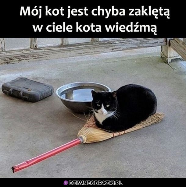 Przyczajony