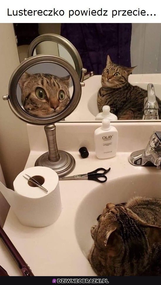 Wiadomo kto kocie, wiadomo