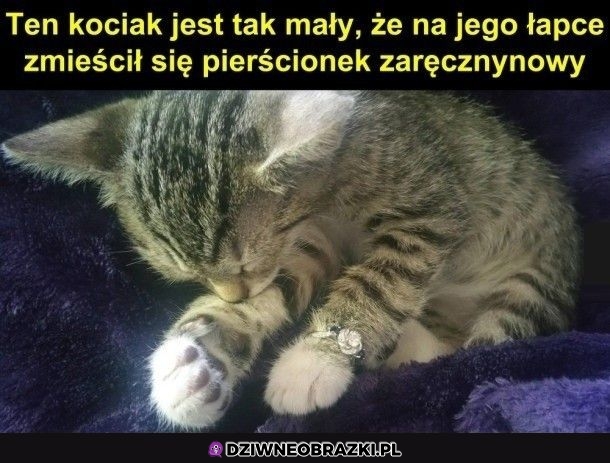 Małe kitku