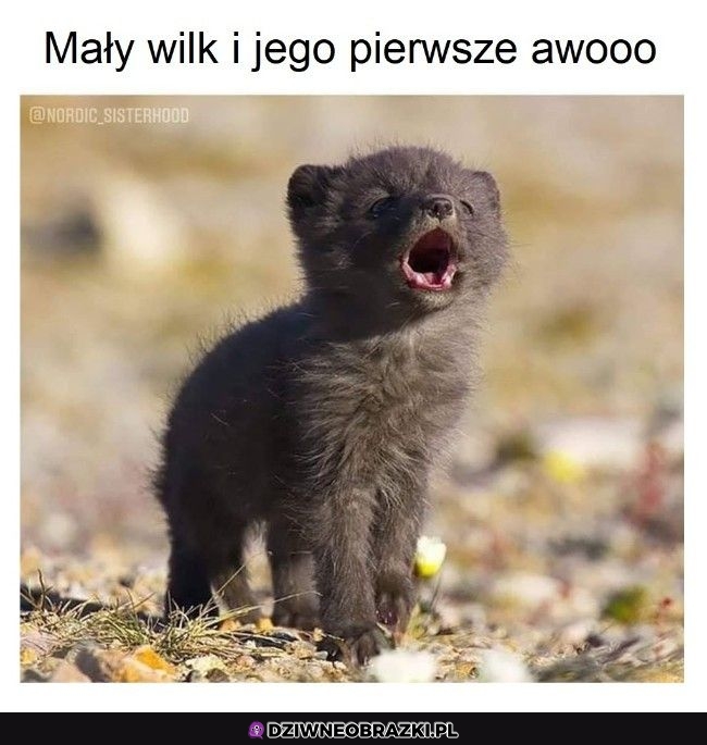 Uroczy pierwszy raz
