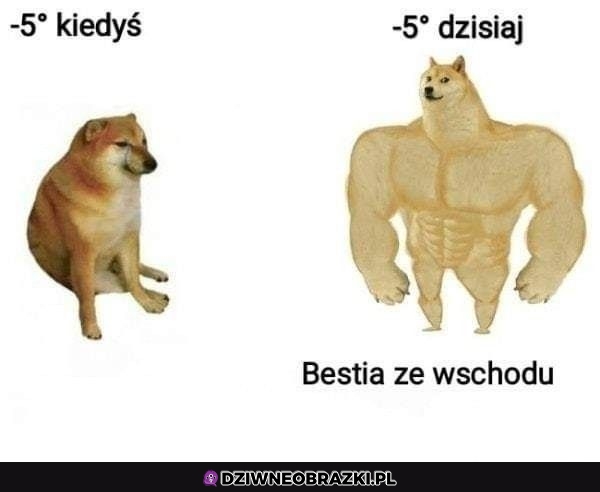 No faktycznie bestia