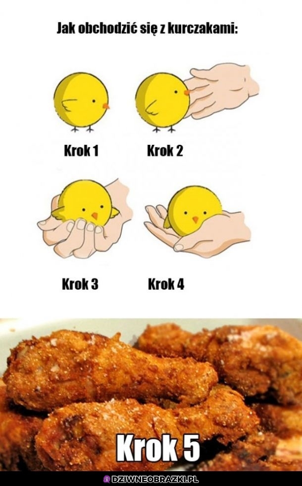 Jak opiekować się kurczaczkami