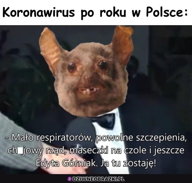 Wirusek w Polsce