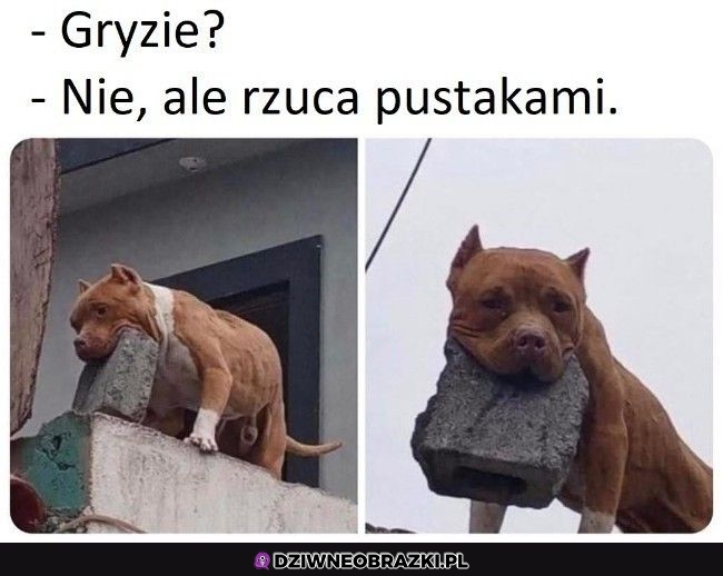 Gryzie?