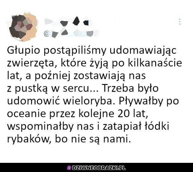 Tak trzeba było 