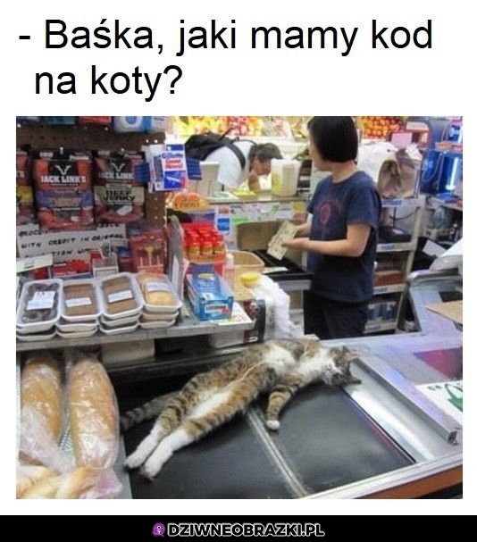 Kod na koty