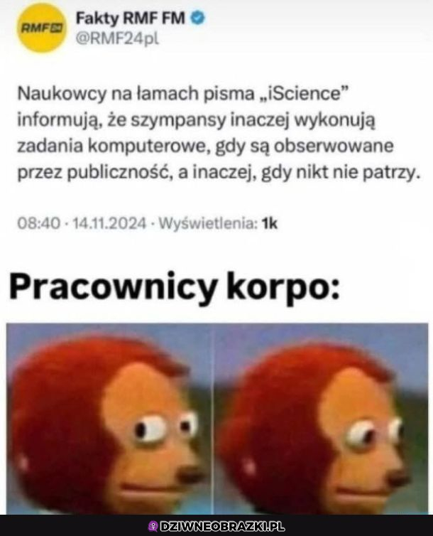 Korposzczury się boją