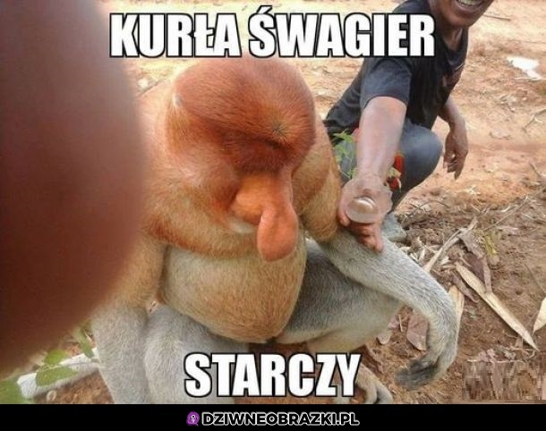 Śfagier starczy