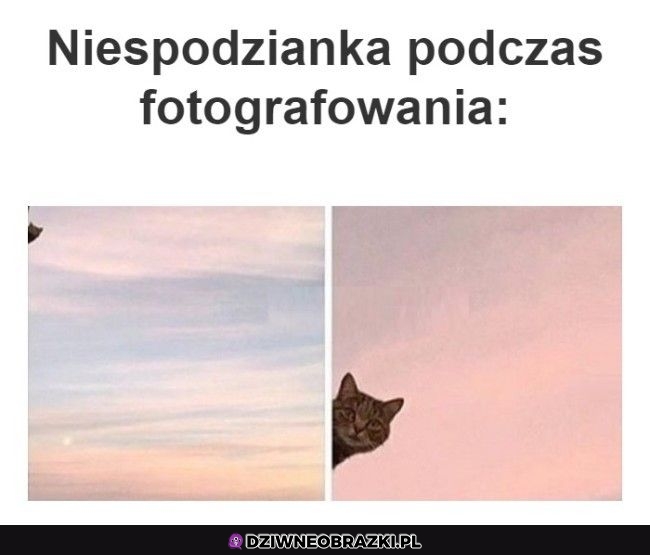 Najlepsza niespodzianka