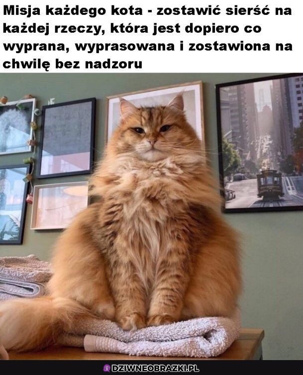 Kocia misja