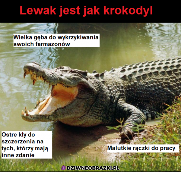 Lewaki
