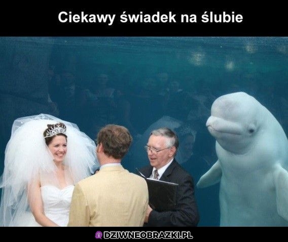 Ciekawy świadek