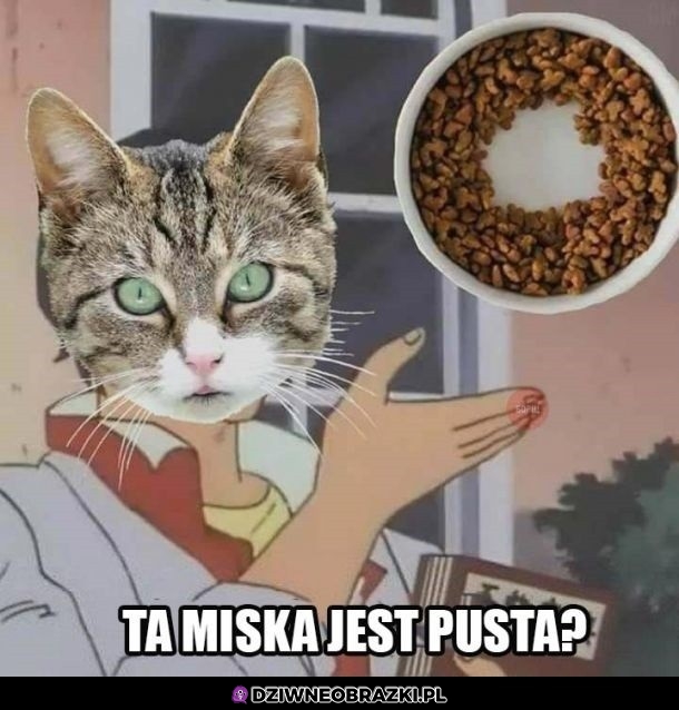 Koty i miska