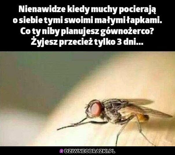 Pocieranie łapek