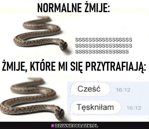 Żmije