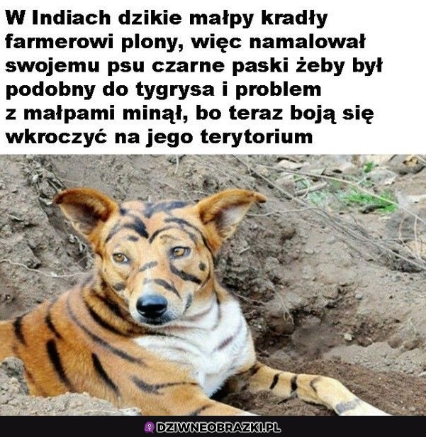 Sprytnie