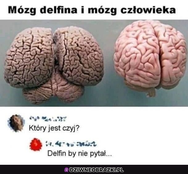 Dwa mózgi
