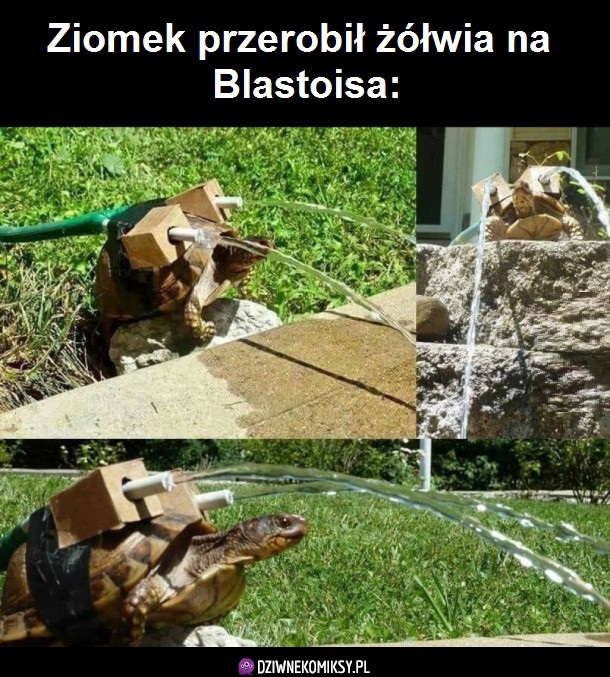 Ziomek przerobił żółwia na Blastoisa