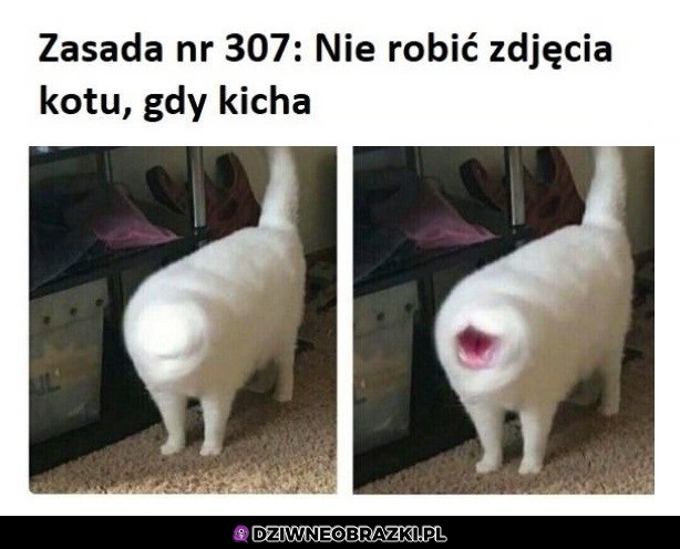 Kichnięcie kota