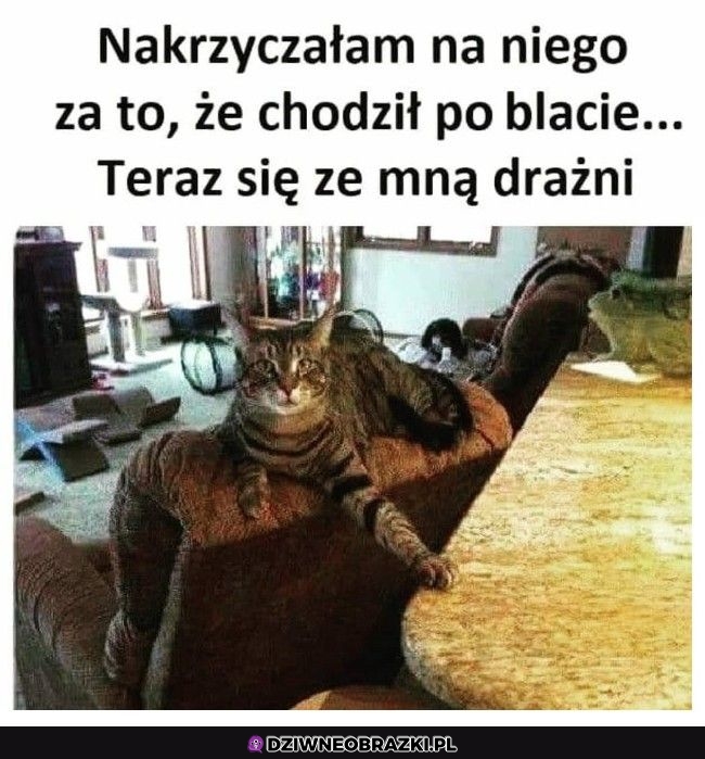Prowokator mały