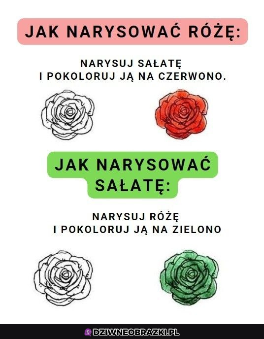 różnica między sałatą a różą