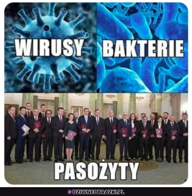 To właśnie one