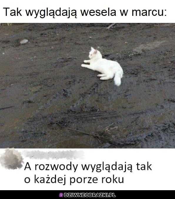 Taki ich wygląd