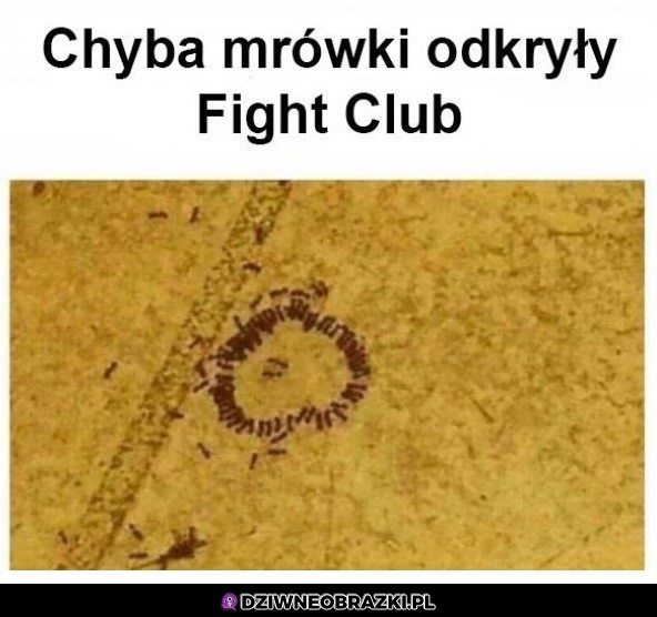 Mrówki i fightclub
