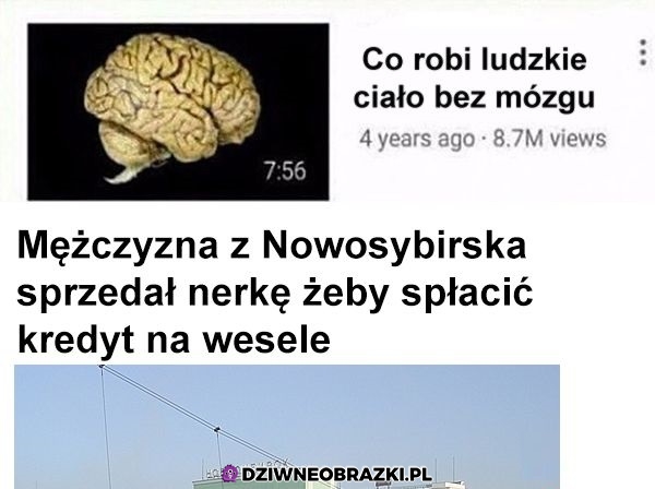Bez mózgu