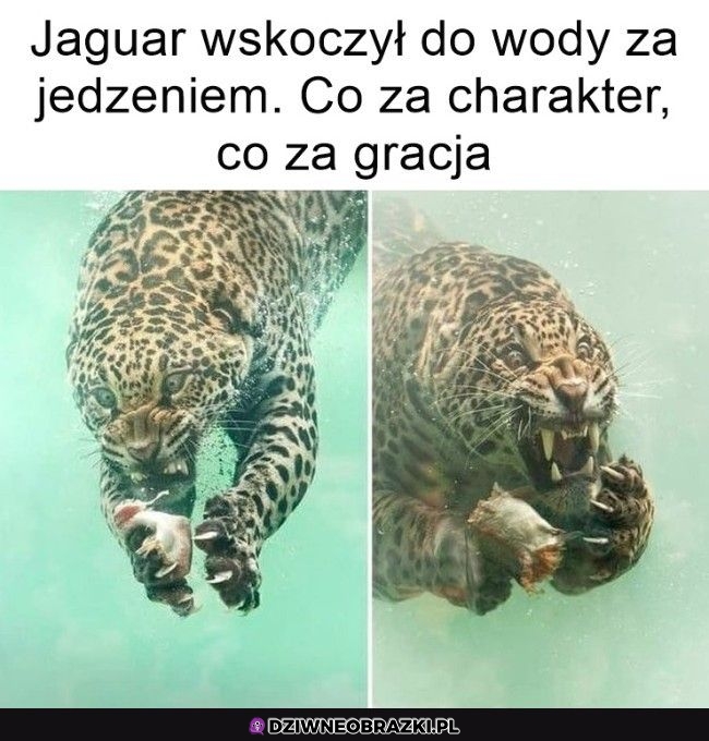 Jaguar