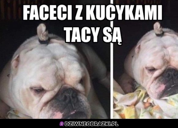 Męskie kucyki