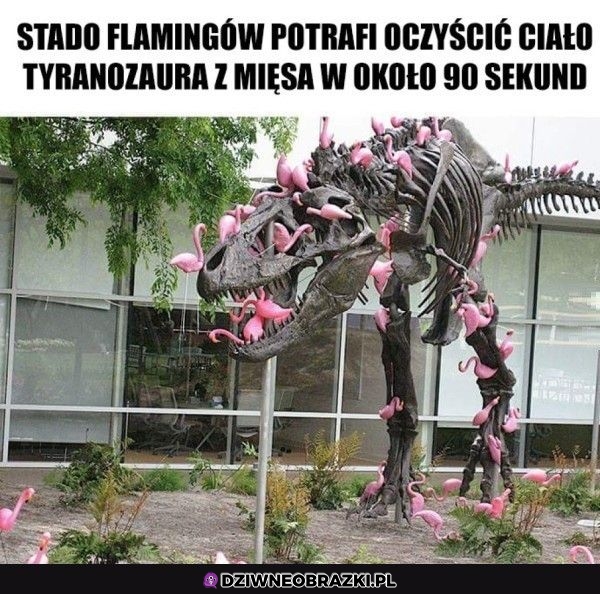 Niesamowite są