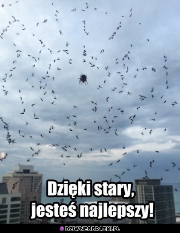 Dzięki stary!