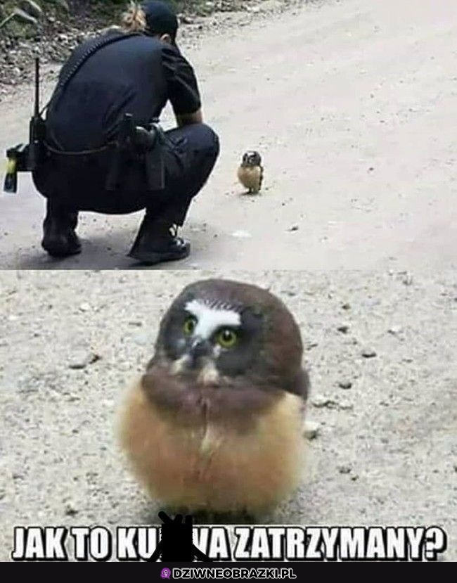 Że jak?