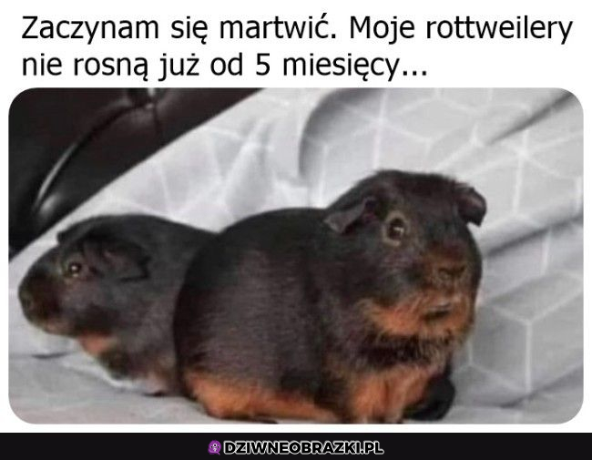 Jakieś niewyrośnięte