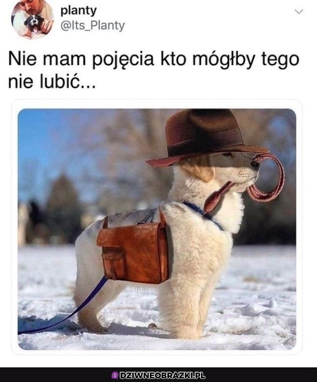 Dobry piesek