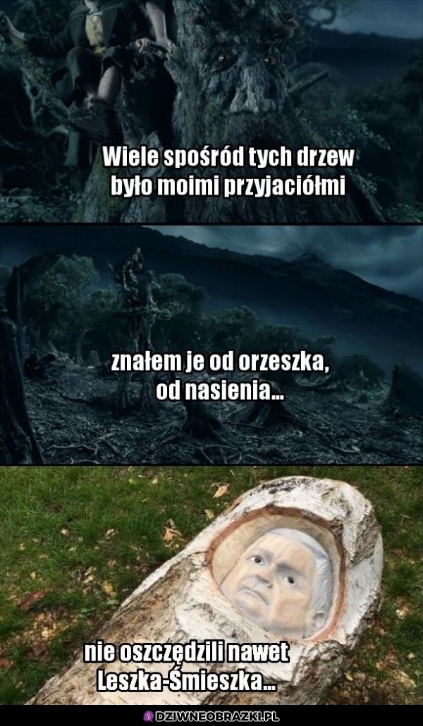 Straszne co się stało z tym drzewem