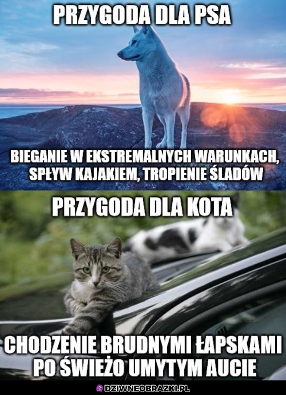 Rożnica