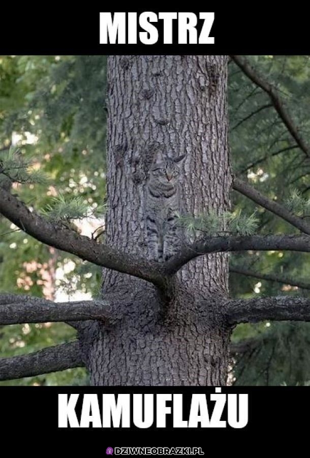 Przyczajony