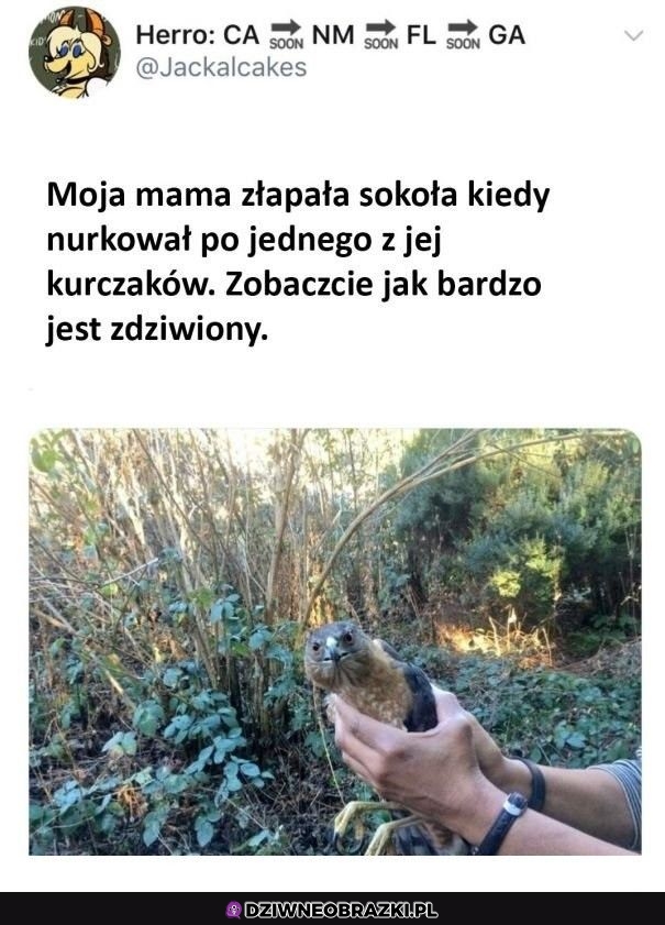 Przyłapany