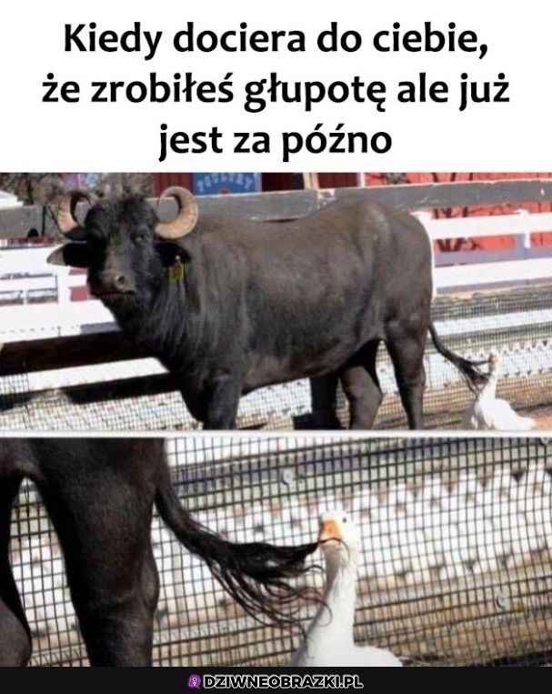 Ups