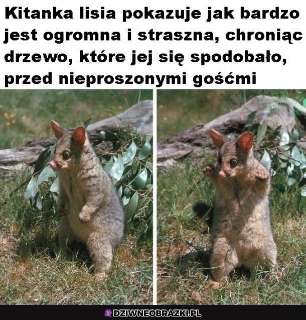 Potężna