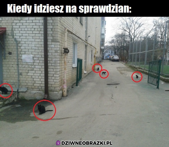 Czekają by dać ci pecha