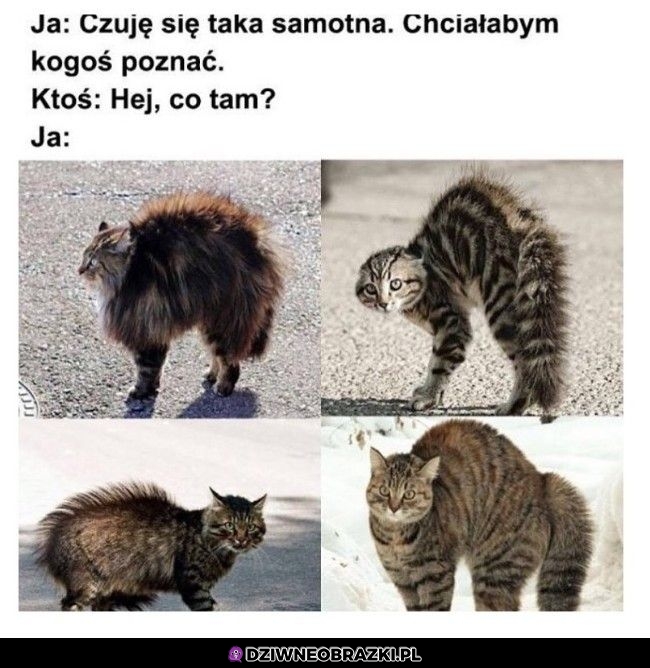 Hej, co tam?