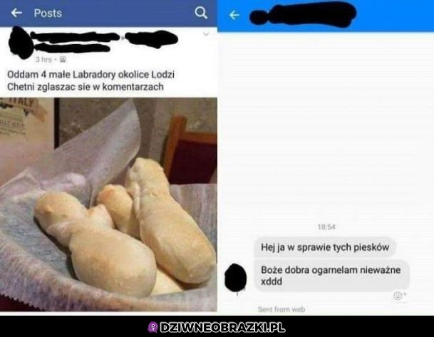 Labradory