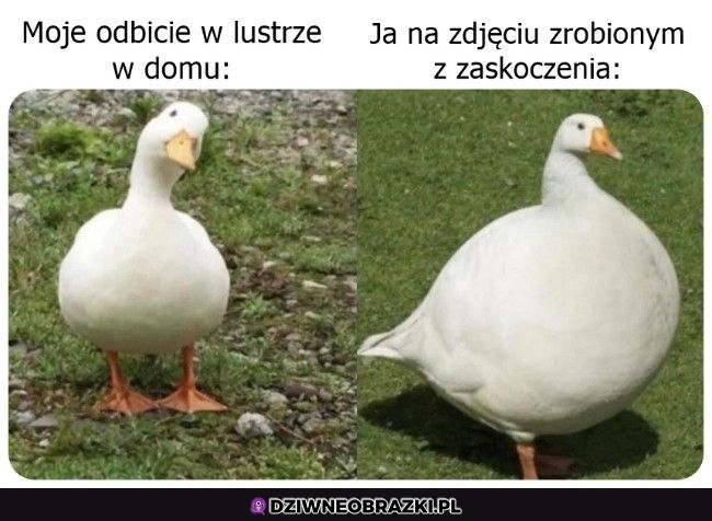 oczekiwania vs rzeczywistość