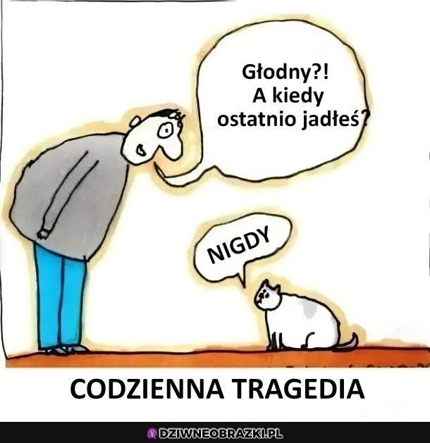 Czo te koty